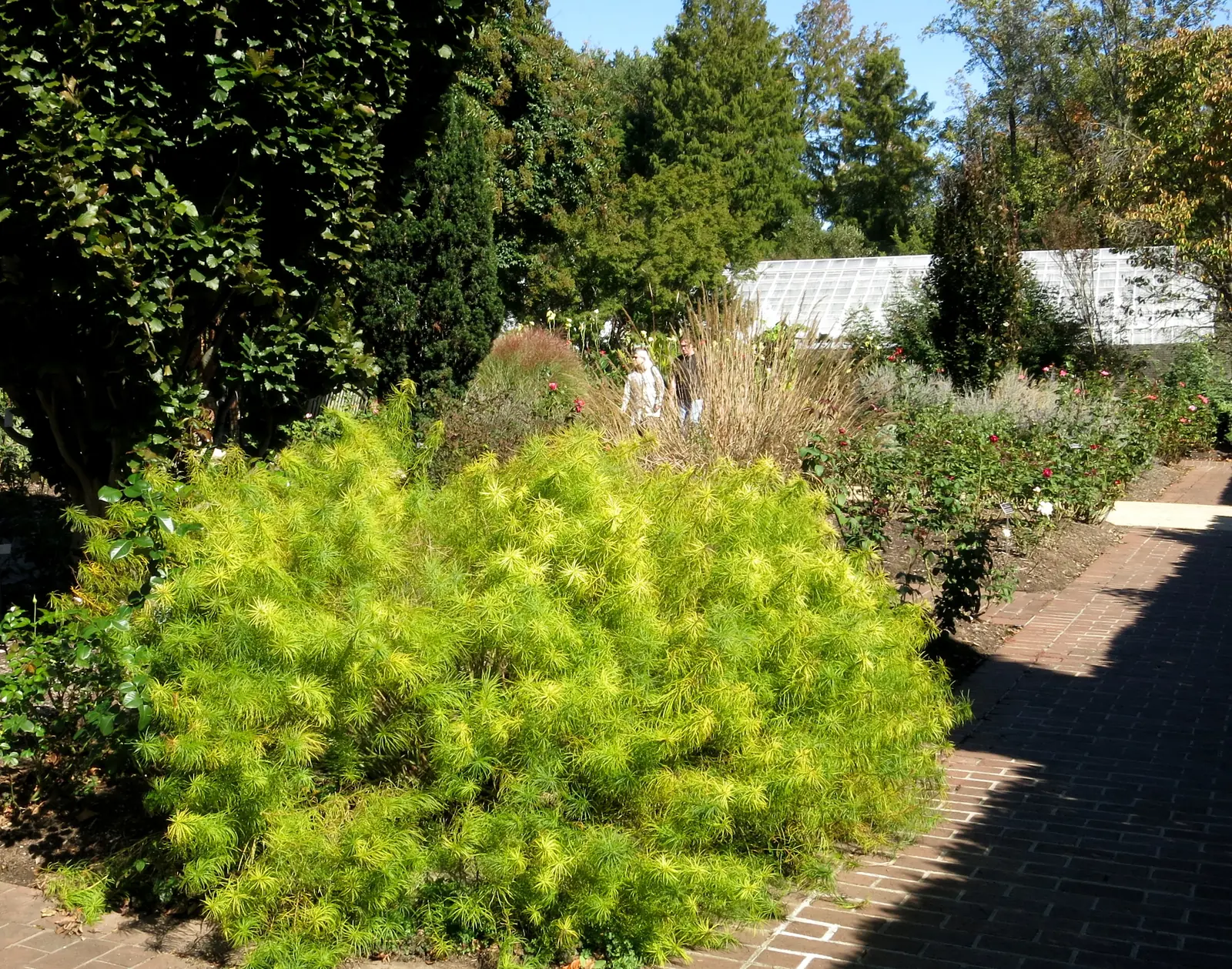 Tree-lined residential greenery in south Kansas City