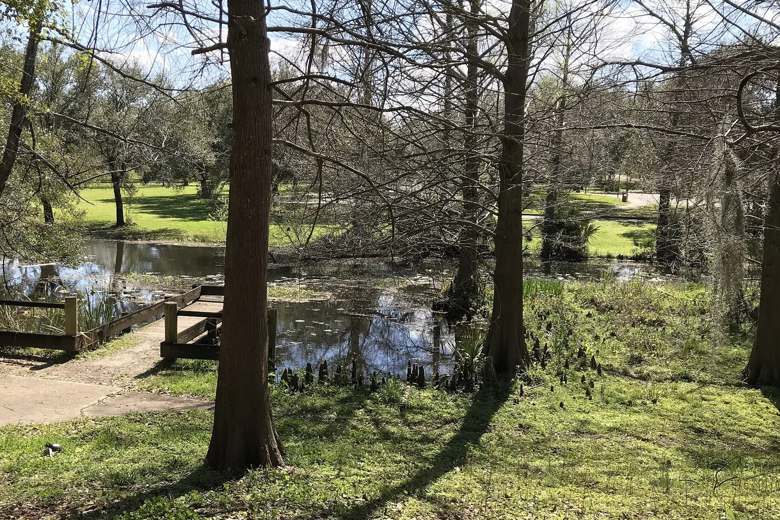 Bald cypress trees beside a bayou at Vermilionville in Lafayette, Louisiana