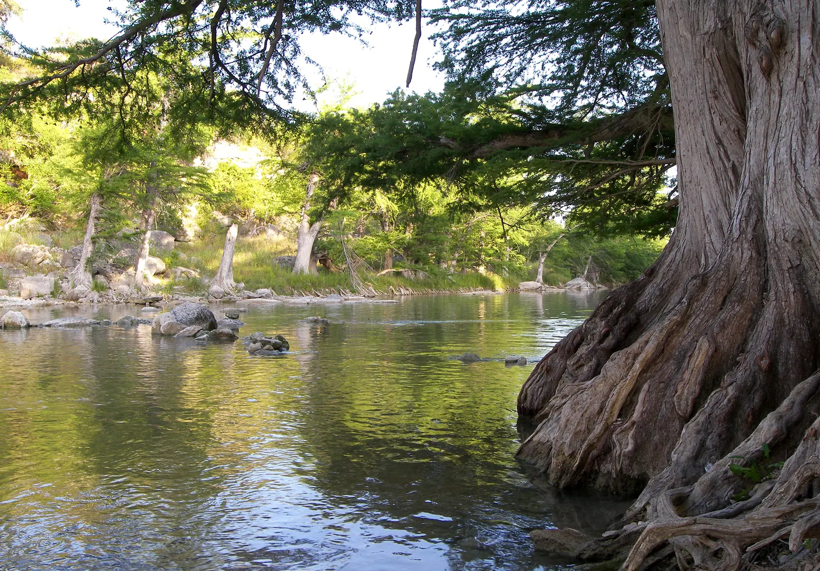 Bald cypress trees on the Guadalupe River in the Hill Country north of Timberwood Park