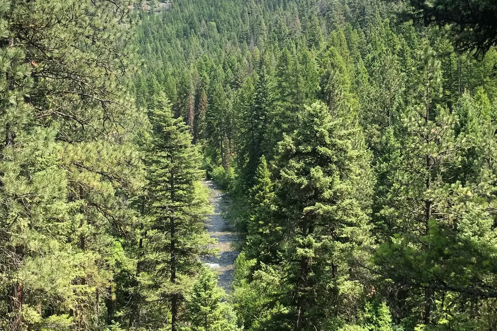 Rattlesnake Creek in its forested canyon near Missoula, Montana