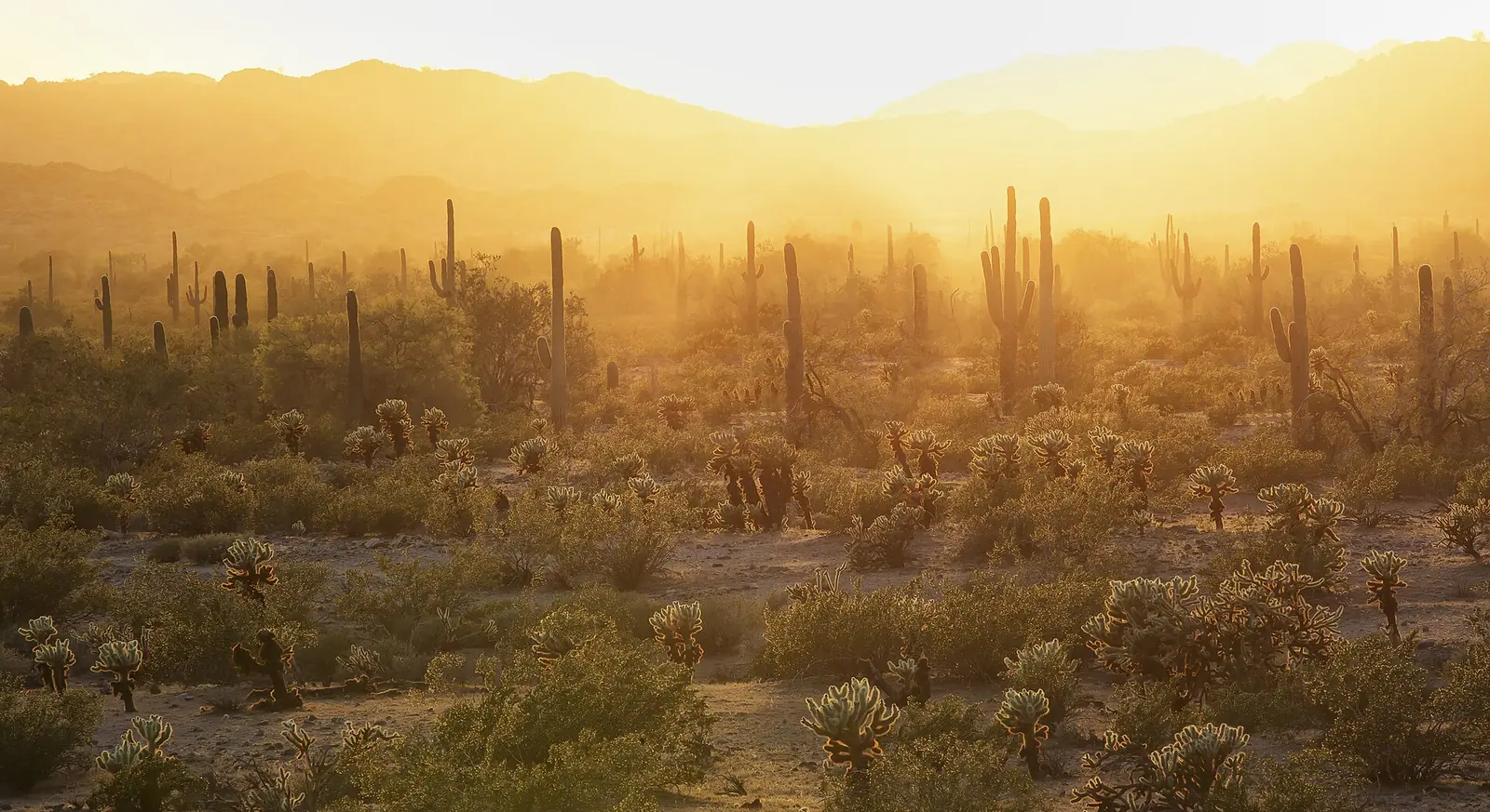 Sonoran Desert foothills of the kind that rise above the Sunnyslope area of north Phoenix