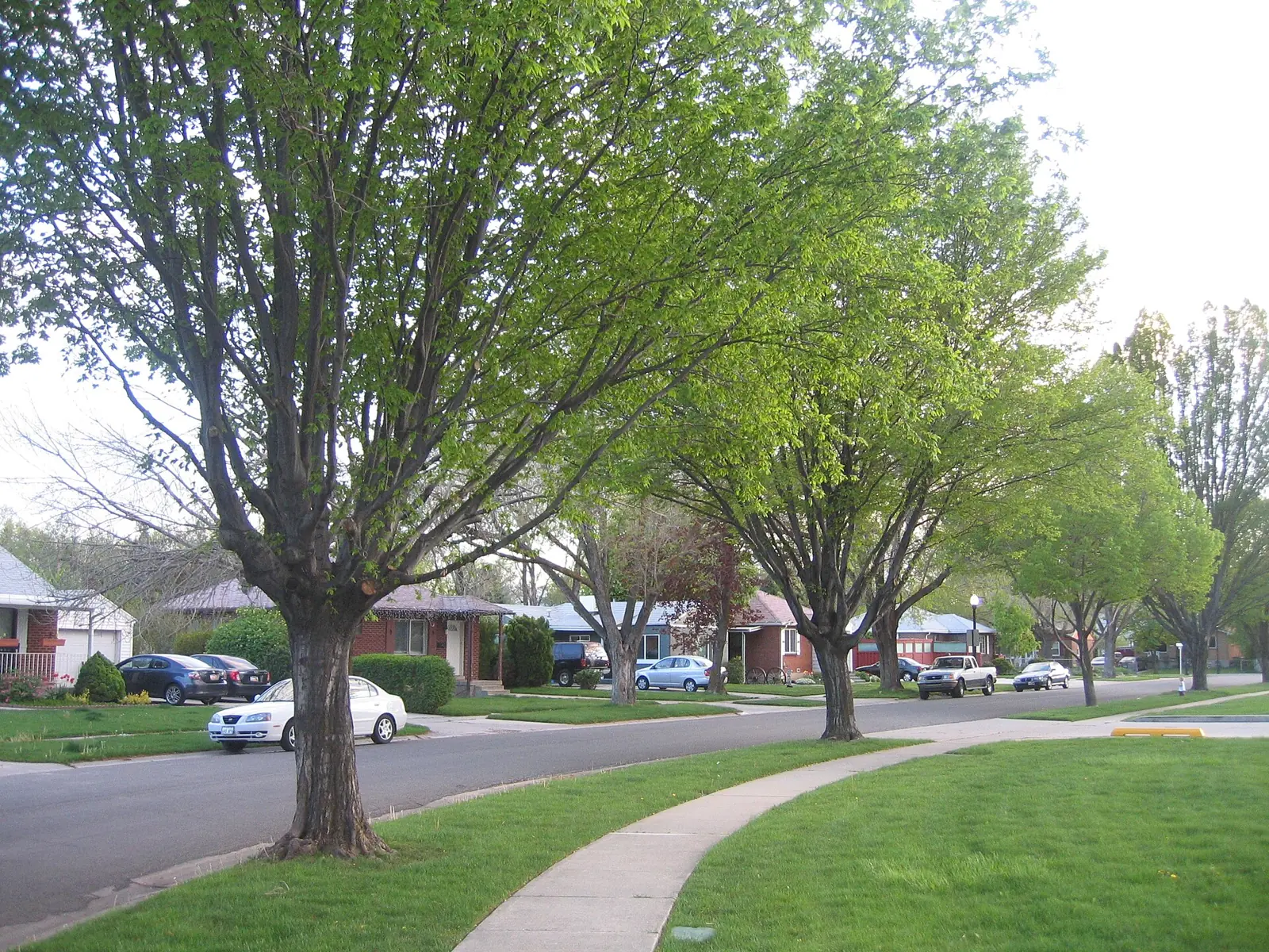 A residential street in the Rose Park neighborhood of Salt Lake City