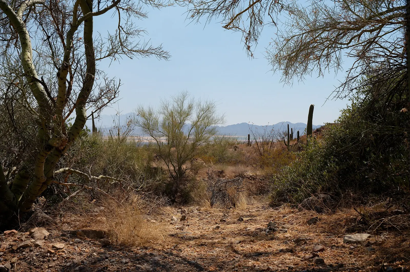 Sonoran Desert and saguaros on the southeast edge of Tucson near Rita Ranch